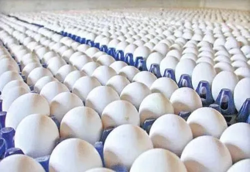 Egg Export Packaging